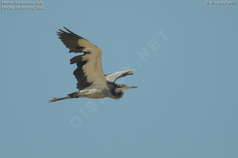 Black-headed Heronadult