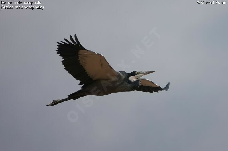 Black-headed Heron