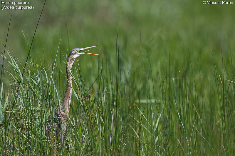 Purple Heron