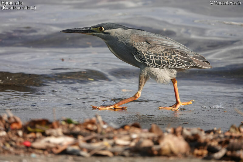 Striated Heron, eats