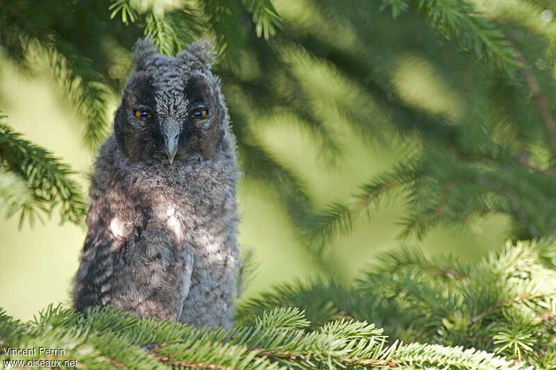 Long-eared OwlPoussin, identification