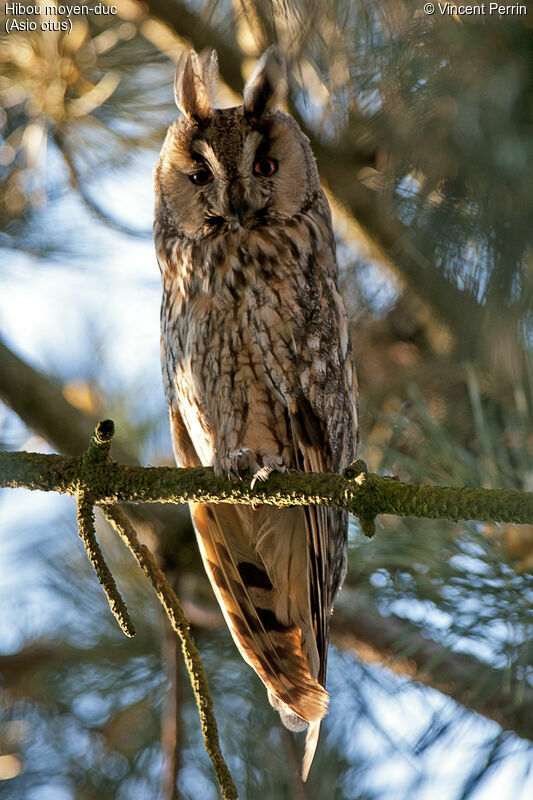 Long-eared Owladult