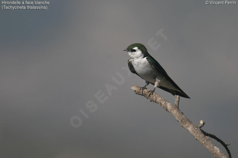 Violet-green Swallowadult