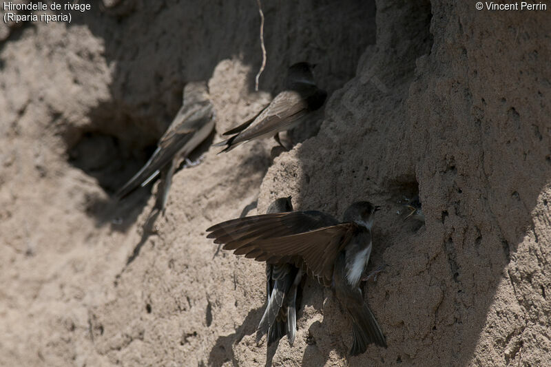 Sand Martin, eats, colonial reprod.