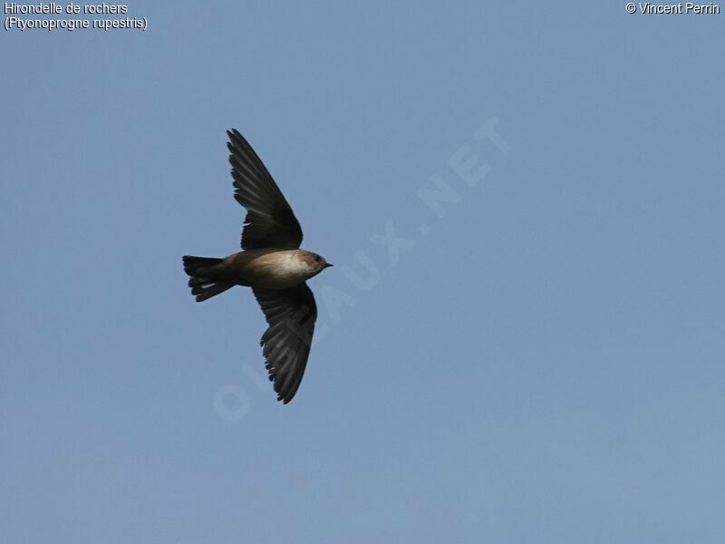 Eurasian Crag Martinadult, Flight