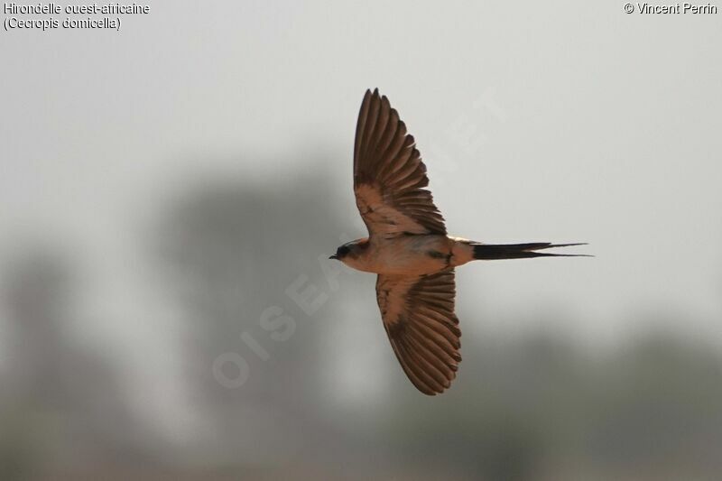 Hirondelle ouest-africaine