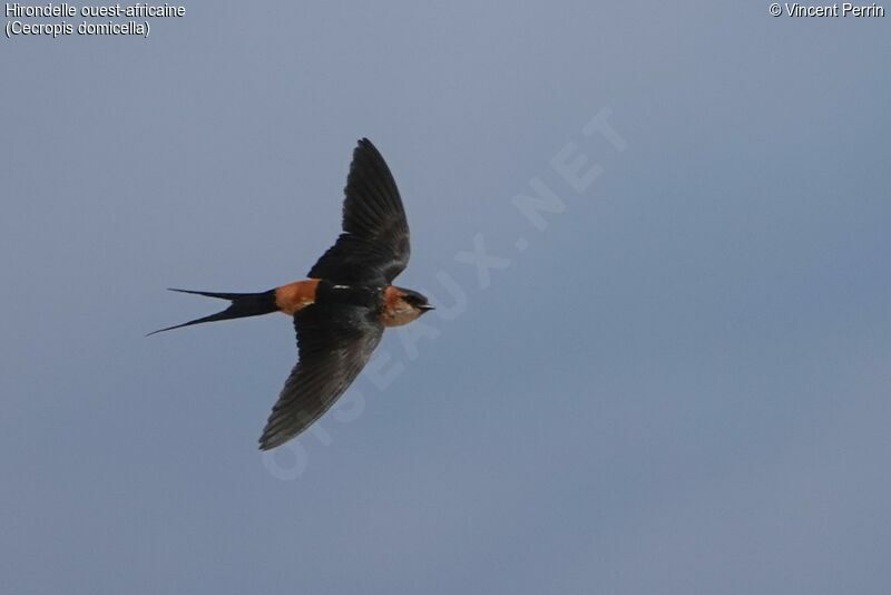 Hirondelle ouest-africaine