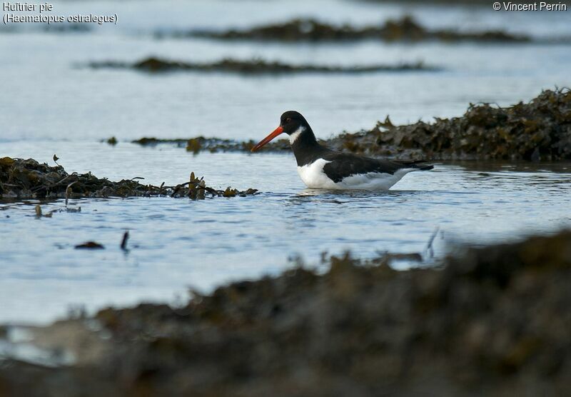 Eurasian Oystercatcher