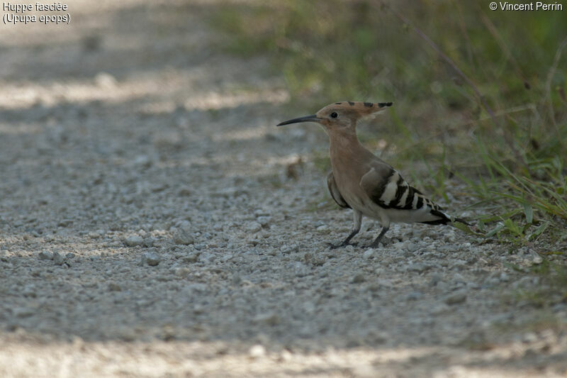 Eurasian Hoopoeadult