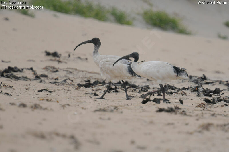 Ibis à cou noir