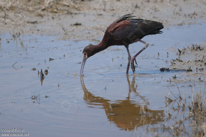 Ibis à face blancheadulte, identification