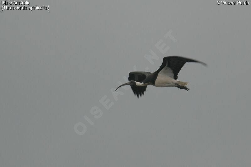 Straw-necked Ibis