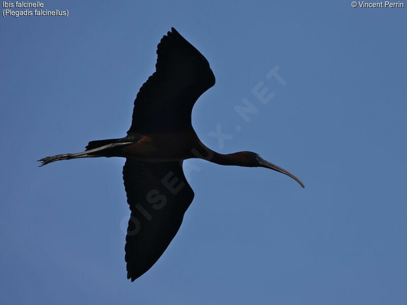 Ibis falcinelle, Vol