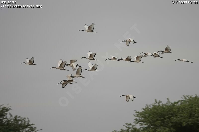 African Sacred Ibis, Flight