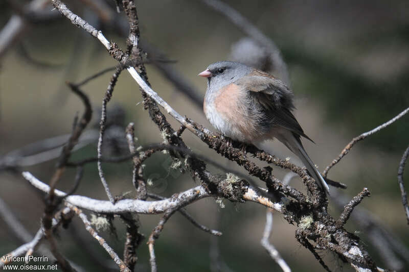 Dark-eyed Junco male adult, identification