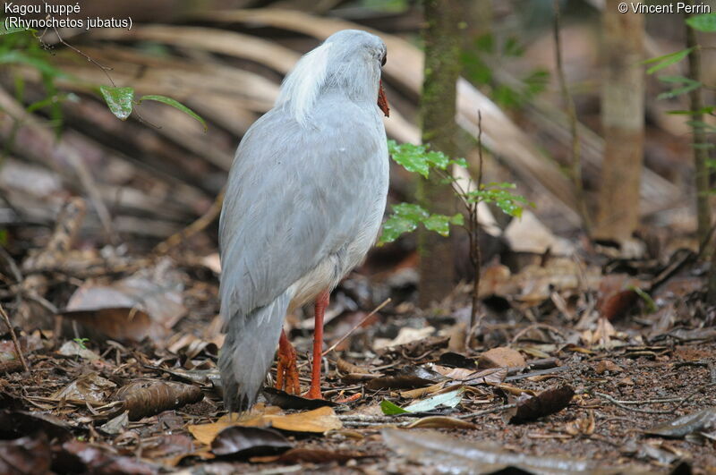 Kagu