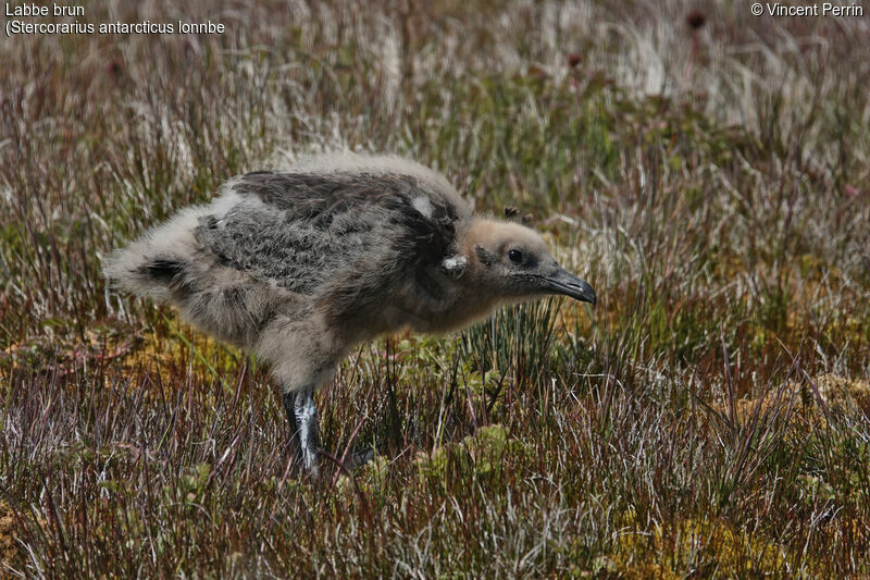 Brown Skua (lonnbergi)Poussin