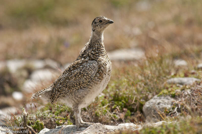 Rock Ptarmiganjuvenile, identification