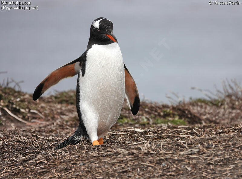 Gentoo Penguin