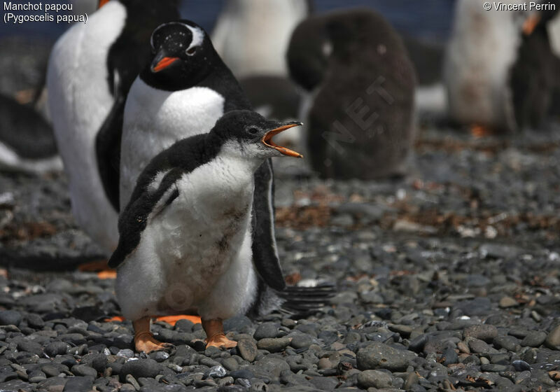 Gentoo Penguin