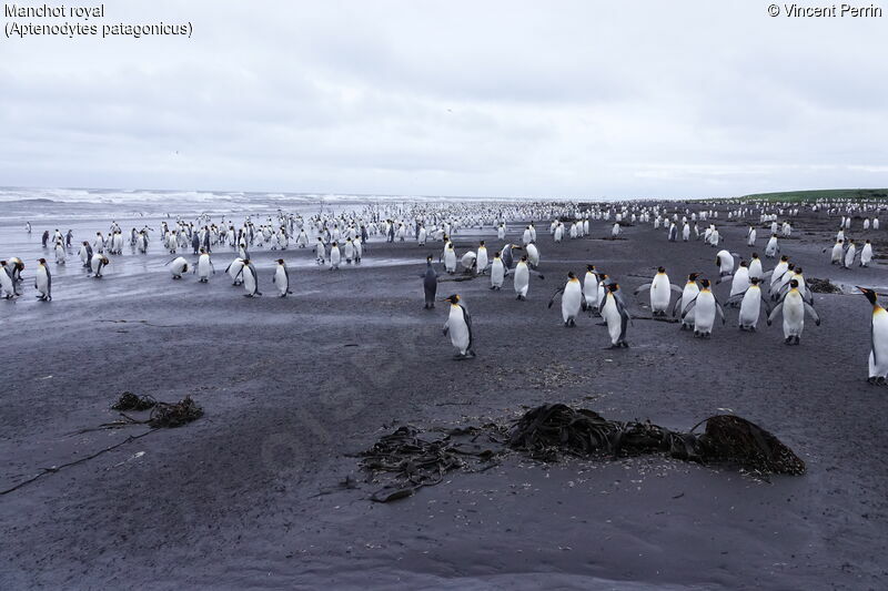 King Penguin, habitat