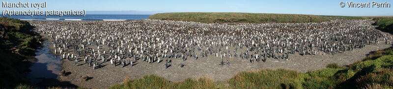 King Penguin, colonial reprod.