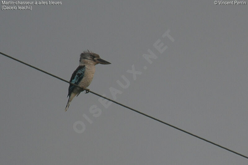 Blue-winged Kookaburra