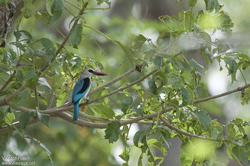 Martin-chasseur du Sénégaladulte, habitat, pigmentation