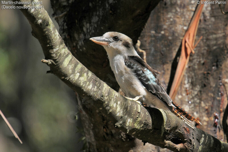 Laughing Kookaburraadult