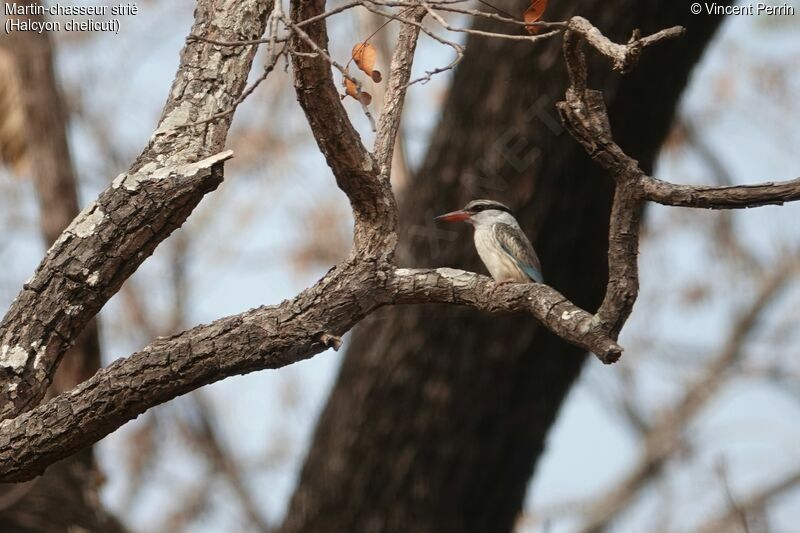 Striped Kingfisher