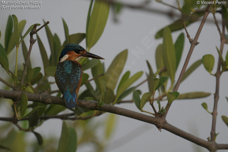 Martin-pêcheur huppéimmature