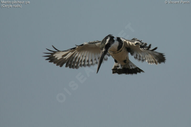 Pied Kingfisher male adult