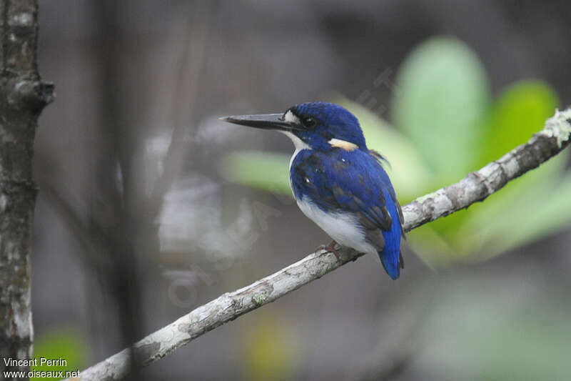 Little Kingfisher