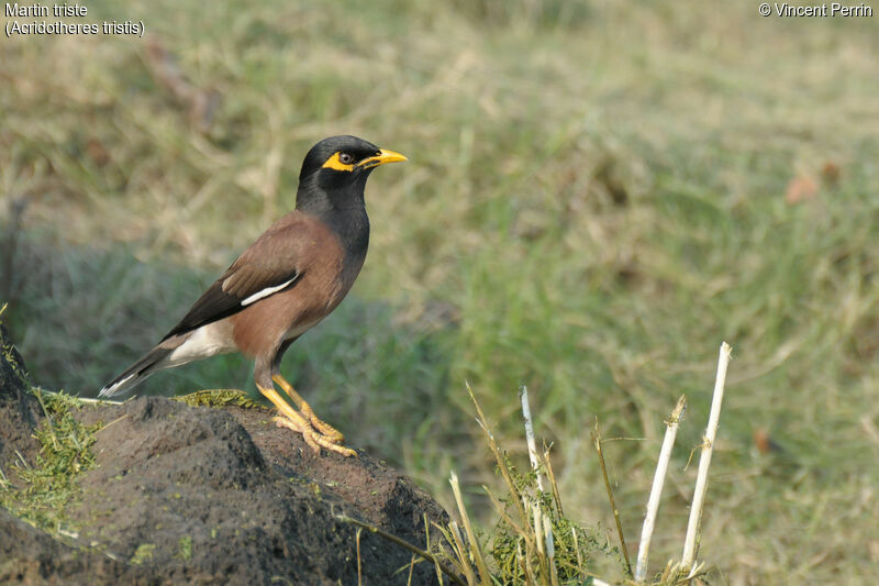 Common Mynaadult, close-up portrait