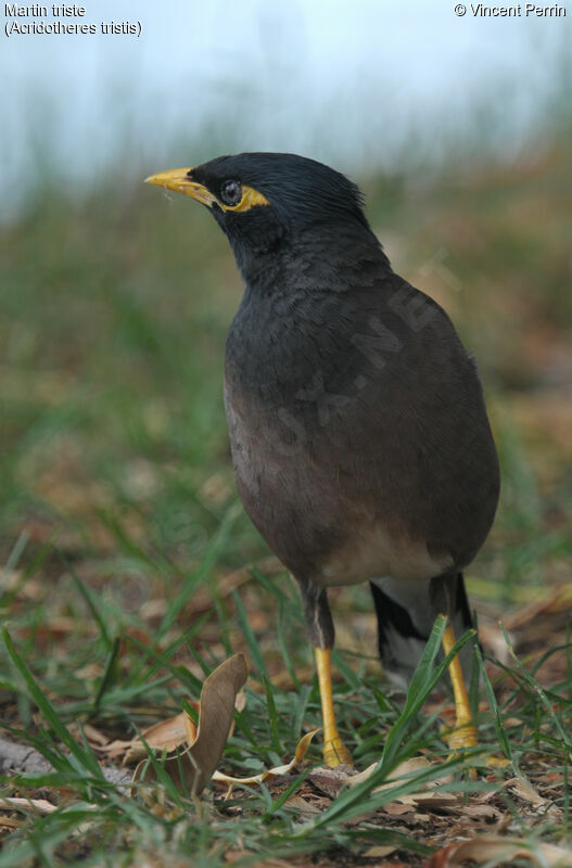 Common Myna