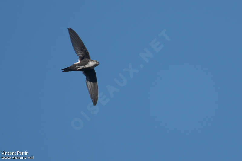 White-throated Swift, identification