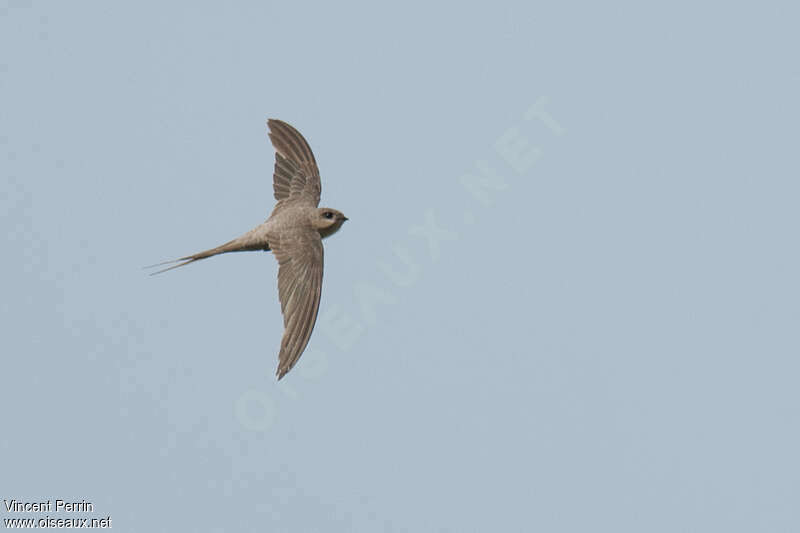 African Palm Swift