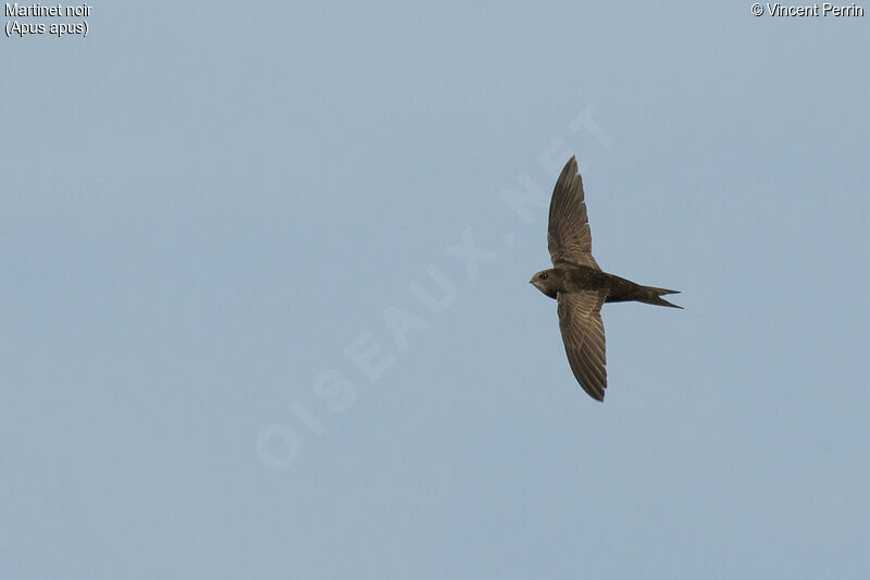 Common Swift