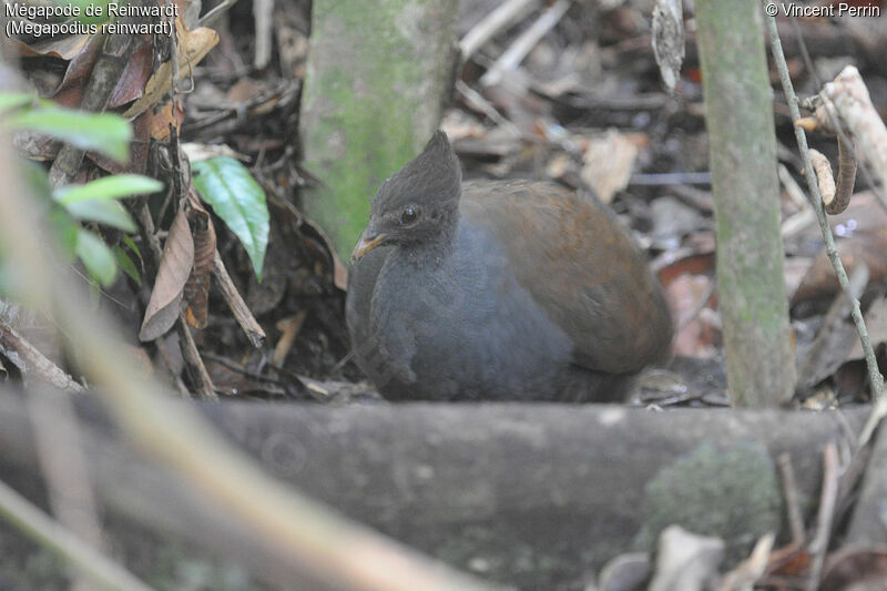 Orange-footed Scrubfowl