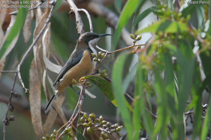 Eastern Spinebilladult