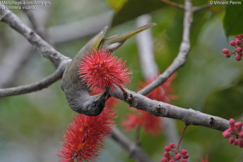 Grey-eared Honeyeater