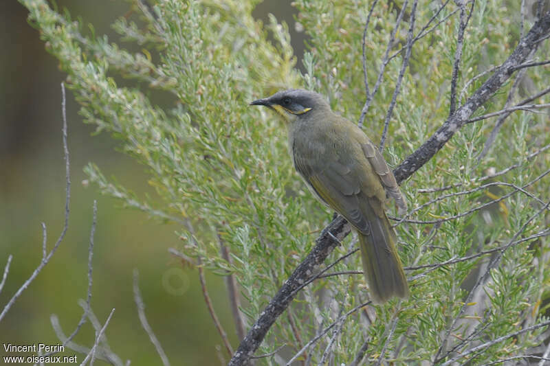 Purple-gaped Honeyeater