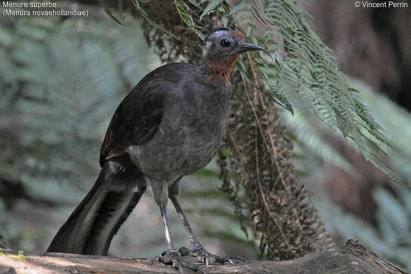 Superb Lyrebird