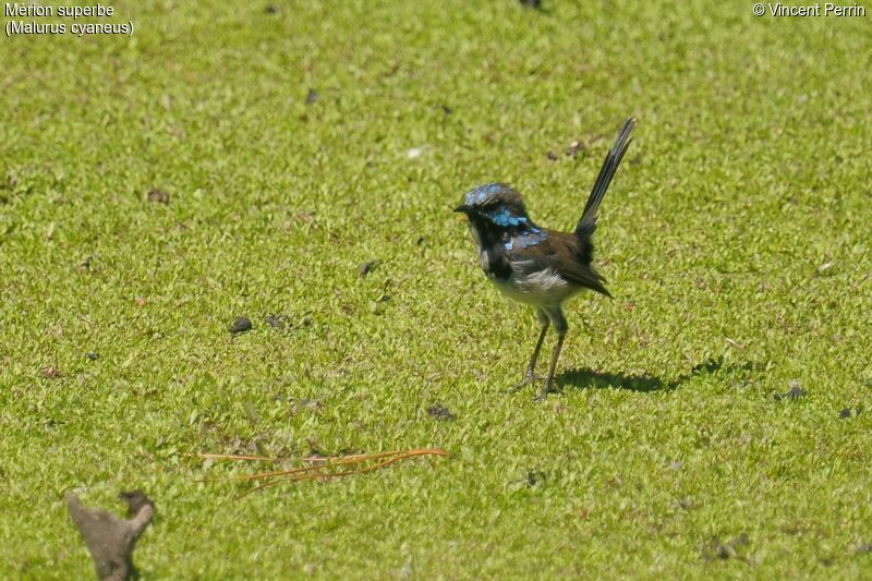 Superb Fairywren