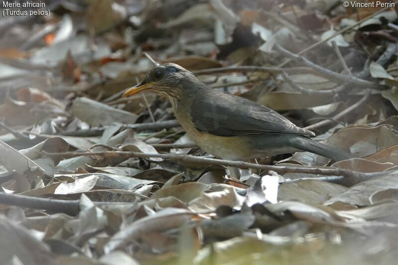 African Thrush, eats