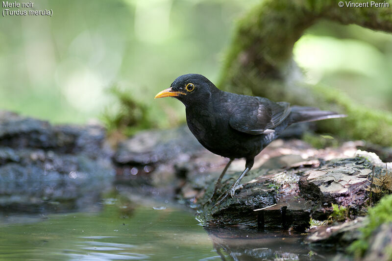 Common Blackbird male adult