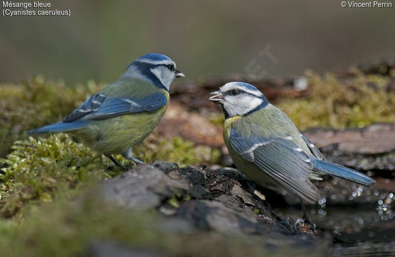 Mésange bleue