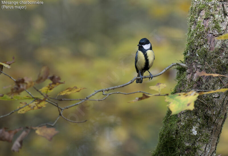 Great Tit male adult