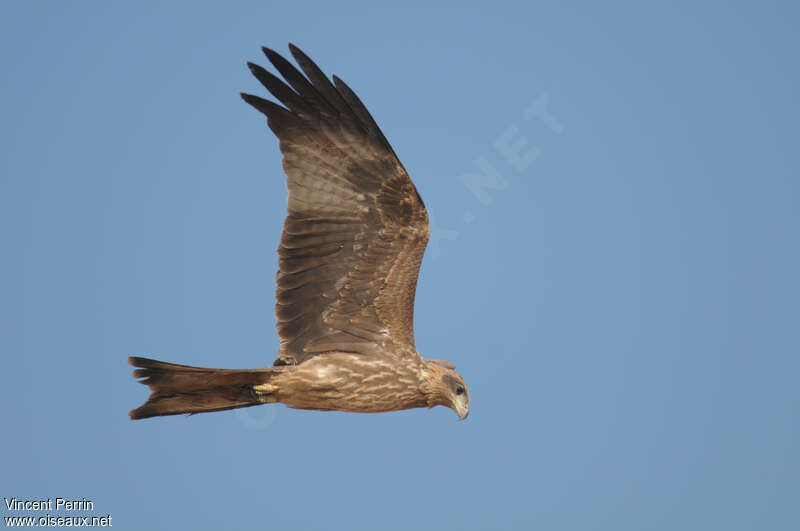 Yellow-billed KiteFirst year, pigmentation, Flight