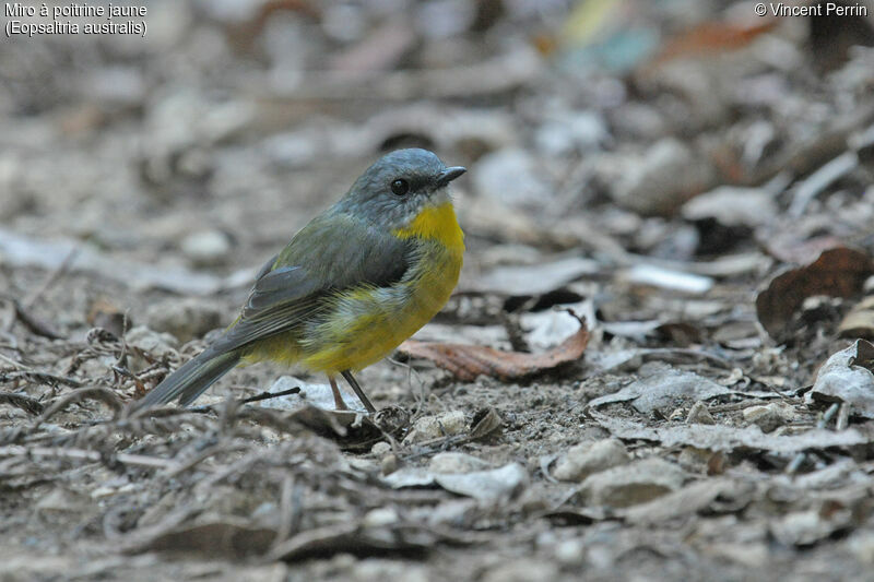 Eastern Yellow Robinadult